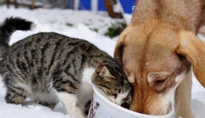 SOKAK HAYVANLARI İÇİN FARKINDALIK YARATACAK BİR TV PROGRAMI: “PET LİFE” BAŞLIYOR