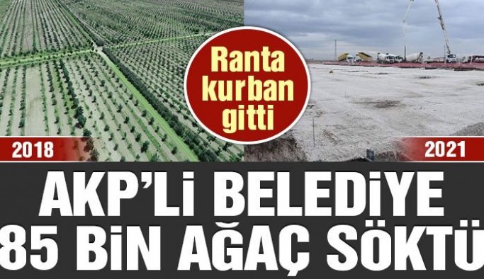 AKP’li belediye 85 bin ağaç söktü, ormanı parsel parsel satacaklar!