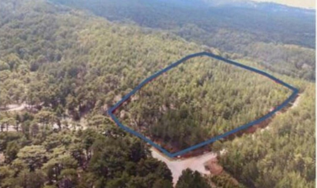 Ağaç kes bedelini öde: Yanmayan ormanları da otel için kesecekler