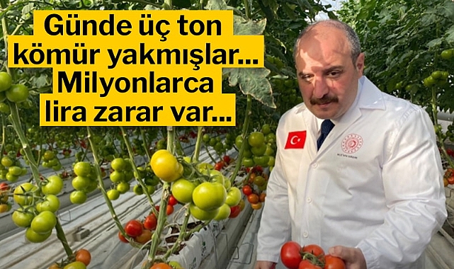 Erzurum'a Akdeniz serası... Günde üç ton kömür yakılmış